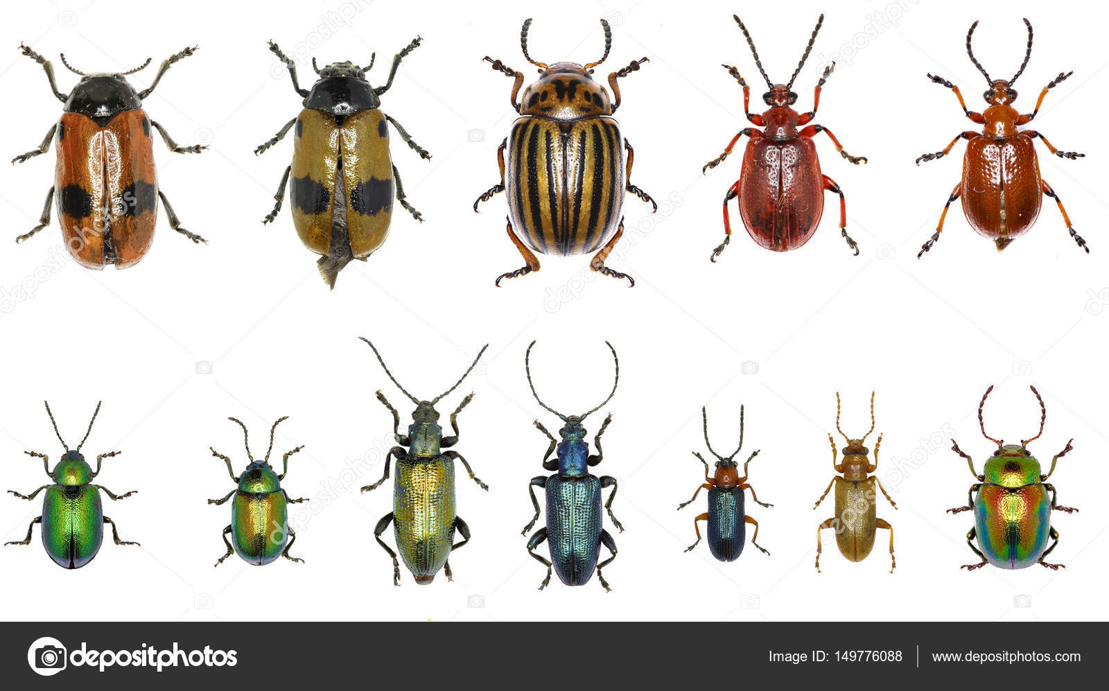 Set of Leafbeetles of Europe Chrysomelidae — Stock Photo