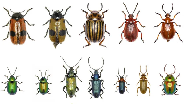Yaprak-böcekleri Avrupa - Chrysomelidae kümesi