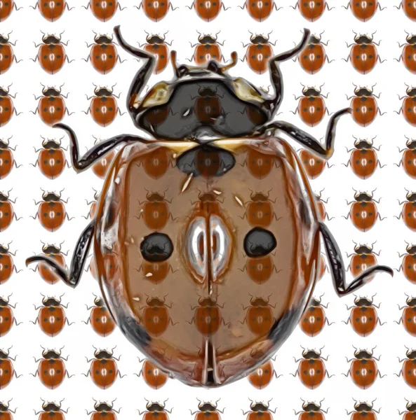 Uğur böceği fotoğraf desen - beyaz arka plan üzerinde yedi-spot Ladybird 