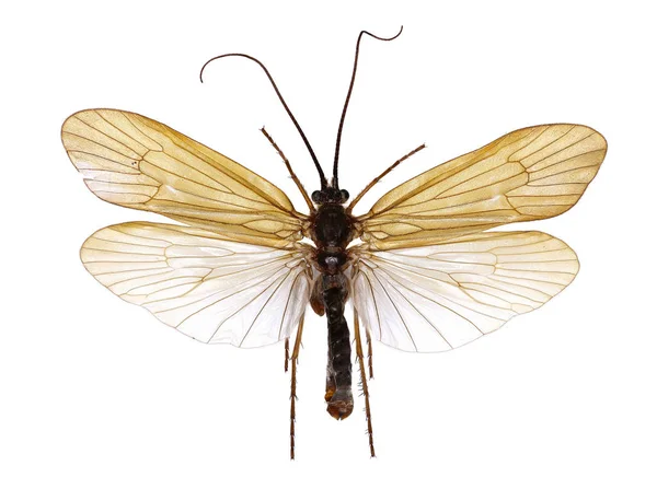Caddisfly Allogamus на белом фоне - Allogamus sp . Лицензионные Стоковые Фото