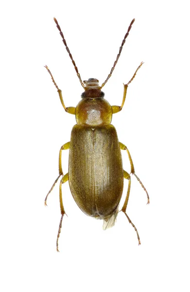 Sulphur Beetle on white Background - Cteniopus sulphureus (Linnaeus, 1758) ) — стоковое фото