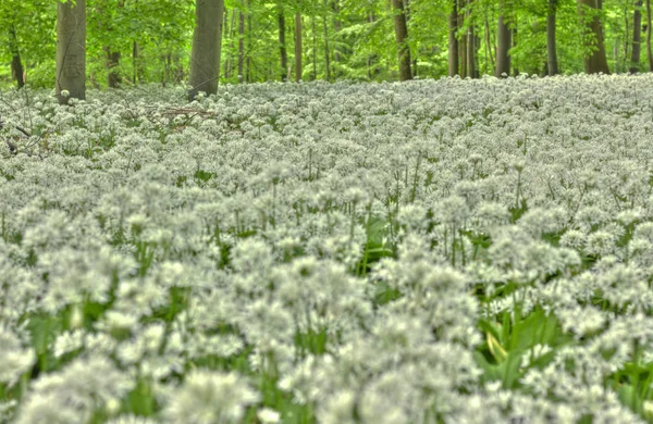 Almanya: Aşağı Saksonya, orman