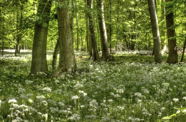 Germany: Spring In Lower Saxony