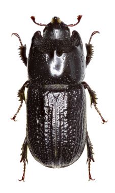 Beyaz arka planda - Sinodendron cylindricum (Linnaeus, 1758 boynuzlu geyik böceği)