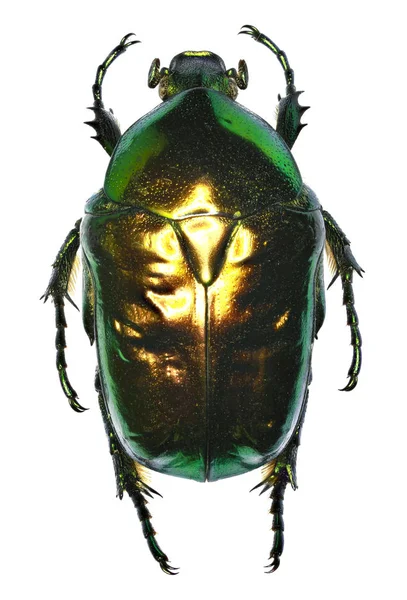 Çiçek Chafer Protaetia beyaz arka planda - Protaetia (Cetonischema) speciosissima (Scopoli, 1786)