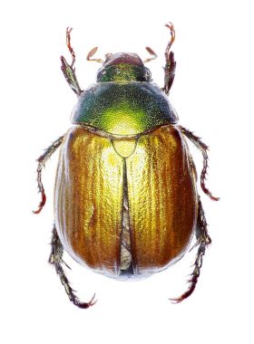 Asma Chafer beyaz arka planda - Anomala vitis (Fabricius 1775)
