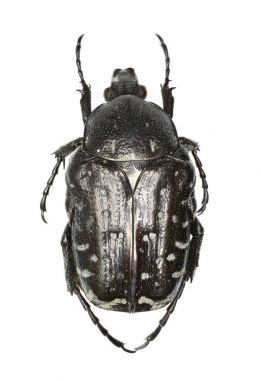 Akdeniz benekli Chafer beyaz arka planda - Oxythyrea funesta (Poda, 1761) 