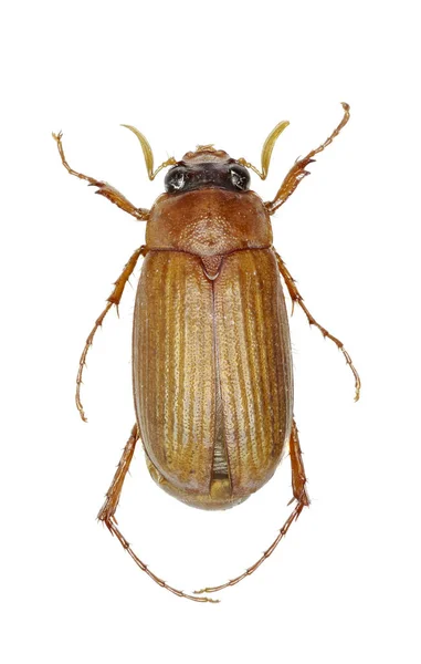 Brown Chafer on white Background - Serica brunnea (Linnaeus, 1758) ) — стоковое фото