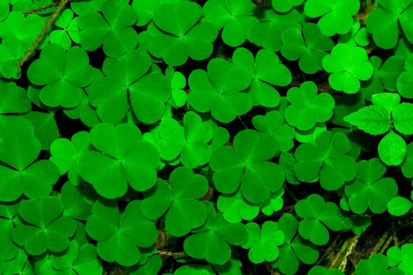 Sfondo da foglie di trifoglio verde — Foto Stock