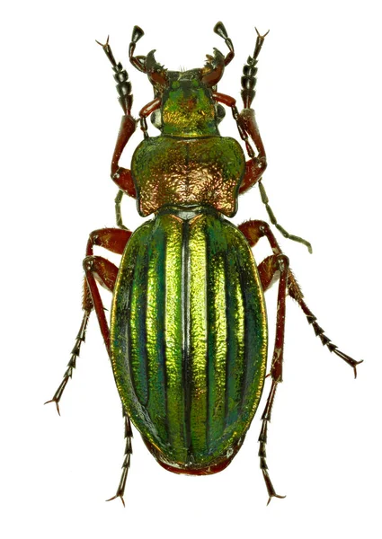 Beyaz arka planda - Carabus auronitens (Fabricius, 1792 altın zemin böceği)