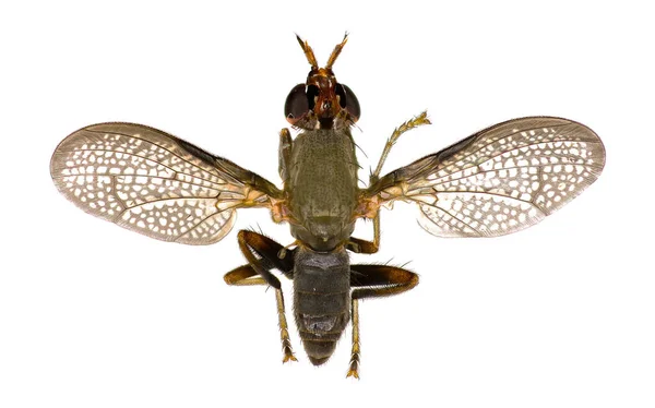 Caracol-matando mosca em fundo branco - Coremacera marginata (Fabricius, 1775 ) — Fotografia de Stock