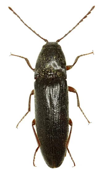 Click beetle melanotus auf weißem Grund - melanotus villosus (geoffroy, 1785) — Stockfoto
