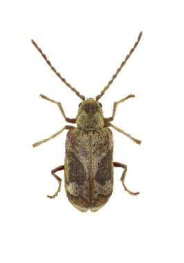 Ölüm saati böcek Ptinomorphus beyaz arka planda - Ptinomorphus imperialis (Linnaeus 1767)