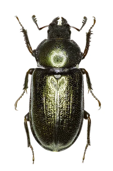 Mavi Stag Beetle beyaz arka planda - Platycerus caraboides (Linnaeus, 1758)