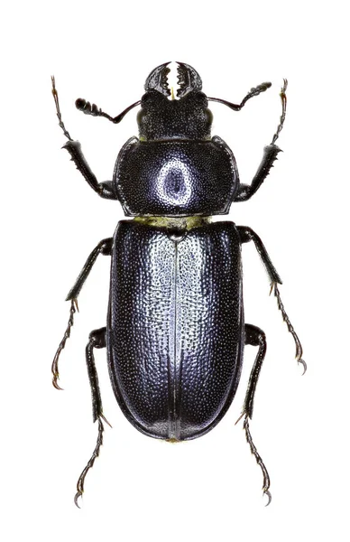 Mavi Stag Beetle beyaz arka planda - Platycerus caraboides (Linnaeus, 1758)