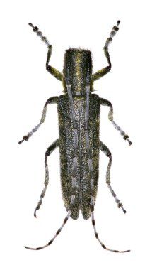 Beyaz arka planda - Agapanthia villosoviridescens (De gümüş, 1775 gri Longhorn böceği altın çiçek açmış)