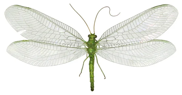 Yeşil Lacewing Chrysopa beyaz arka planda - Chrysopa gibeauxi (Leraut, 1989)