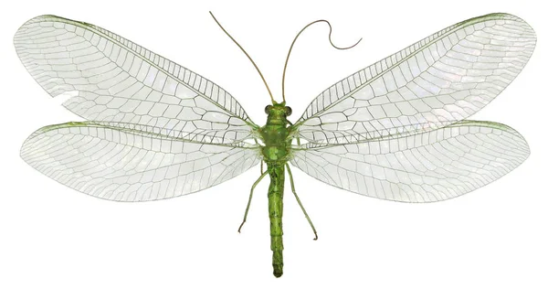 Green Lacewing Chrysopa on white Background - Chrysopa gibeauxi (Leraut, 1989) ) Стоковое Изображение