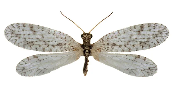 Brązowy Mikromus koronkowy na białym tle - Micromus variegatus (Fabricius, 1793) — Zdjęcie stockowe