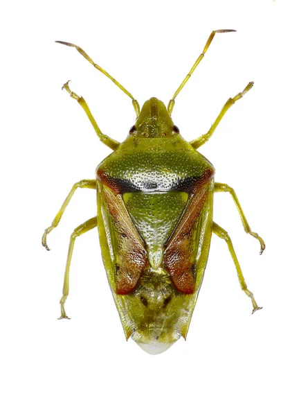 Juniper Shield Bug op witte achtergrond - Cyphostethus tristriatus (Fabricius, 1787) — Stockfoto