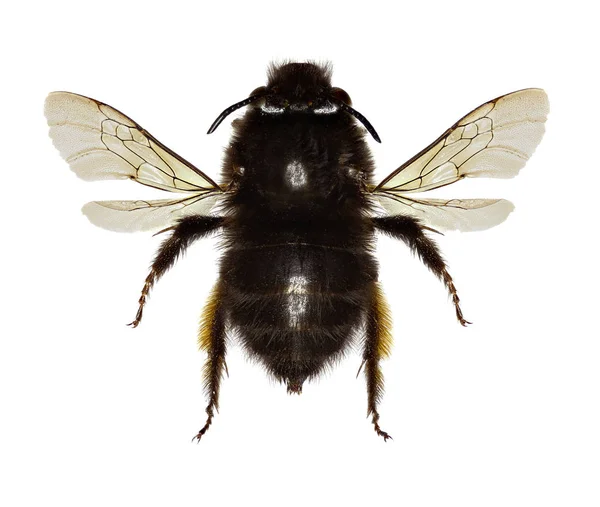 Beyaz arka plan - Anthophora plumipes (Pallas, 1772 çiçek arıya kıllı ayaklı)