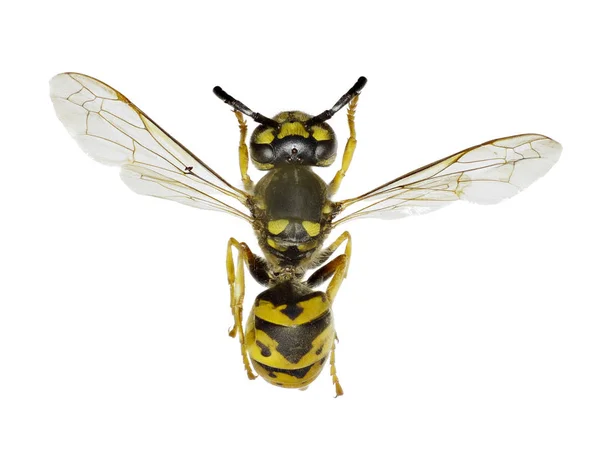 德国黄蜂在白色背景-黄胡蜂小蠊 （法氏囊，1793 — 图库照片