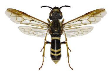 Sawfly Tenthredo beyaz arka planda - Tenthredo vespa (Retzius, 1783)
