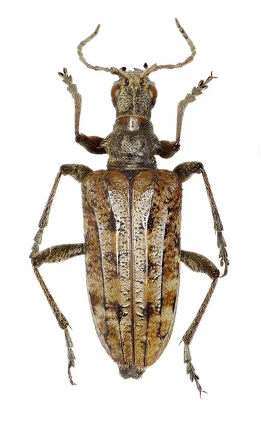 Gerippter Kiefernbohrer auf weißem Hintergrund - Rhagium inquisitor (linnaeus, 1758) — Stockfoto