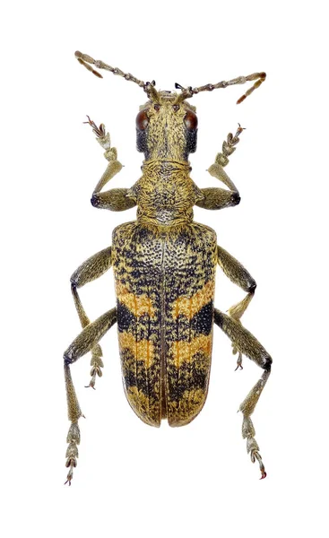 Svartfläckade tång stöd Beetle på vit bakgrund - Ekträdlöpare mordax (Degeer, 1775) — Stockfoto