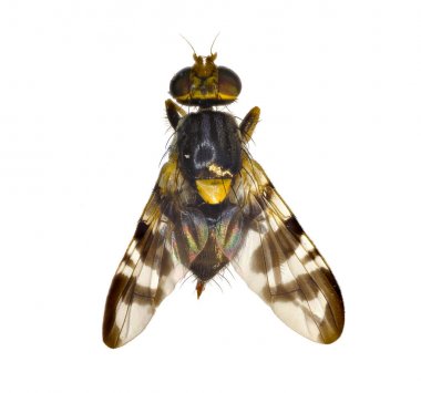 Avrupa kiraz meyve sineği beyaz arka planda - Rhagoletis cerasi (Linnaeus, 1758)