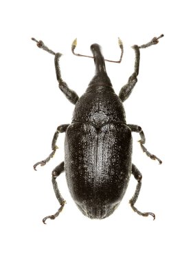 Beyaz arka planda - Larinus (Phyllonomeus) sturnus (Schaller, 1783 gerçek Weevil Larinus)