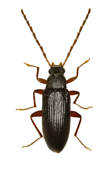 Alécula de escarabajo con garras de peine sobre fondo blanco - Allecula morio (Fabricius, 1787 ) —  Fotos de Stock