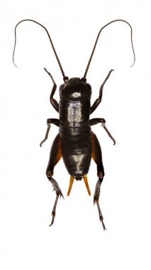 Alan kriket Larva beyaz arka planda - Gryllus campestris (Linnaeus, 1758)  