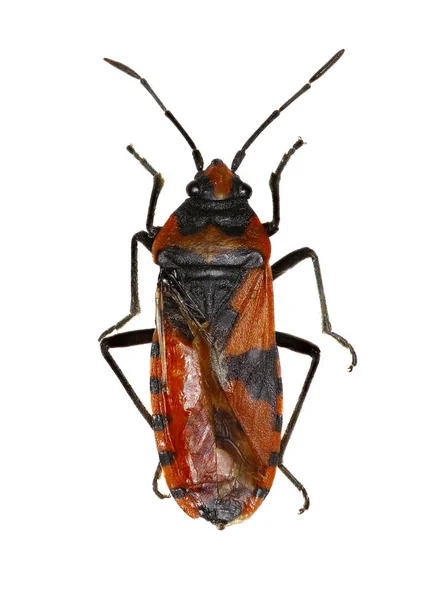 Rote und schwarze Wanze auf weißem Hintergrund - lygaeus equestris (linnaeus, 1758) — Stockfoto