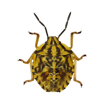 Mor kalkan hata Larva beyaz arka planda - Carpocoris purpureipennis (De gümüş, 1773)