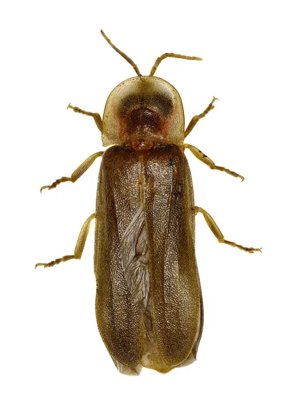 Firefly σε άσπρο φόντο - Lampyridae sp. Εικόνα Αρχείου