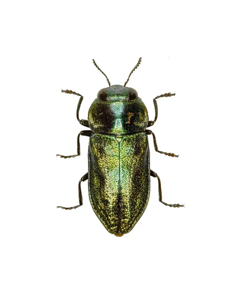 Jewel Beetle Anthaxia op witte achtergrond - Anthaxia fulgurans (Schrank, 1789) — Stockfoto