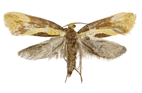 Polilla Ocultora Harpella sobre fondo blanco - Harpella forficella (Scopoli, 1763 ) —  Fotos de Stock