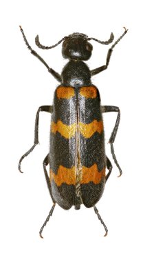 Beyaz arka planda - Mylabris variabilis (Pallas, 1781 sarı böcek böcek)
