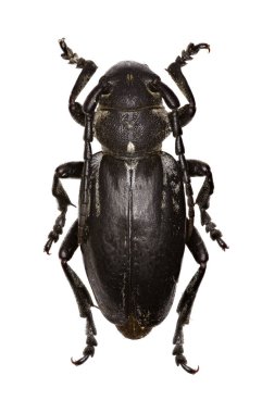 Longhorned böceği Dorcadion beyaz arka planda - Dorcadion (Cribridorcadion) arenarium (Scopoli, 1763)