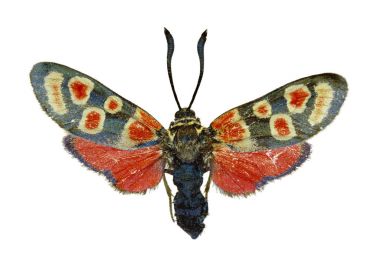 Beyaz arka planda - Zygaena carniolica (Scopoli, 1763 crepuscular Burnet)