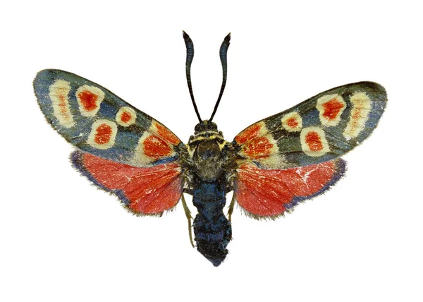 Beyaz arka planda - Zygaena carniolica (Scopoli, 1763 crepuscular Burnet)