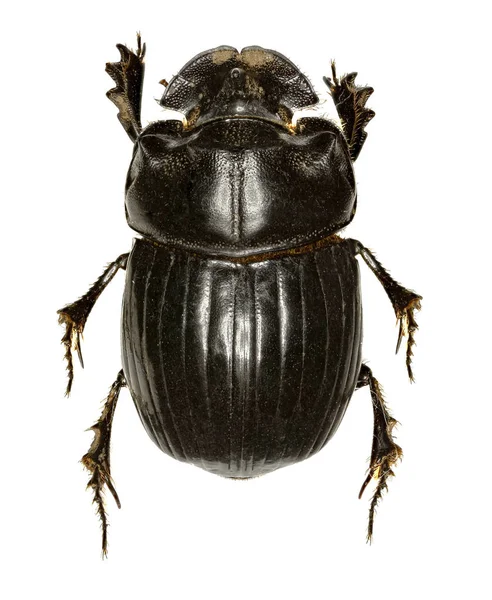 Gehoornde Dung Beetle op witte achtergrond - Copris lunaris (Linnaeus, 1758) — Stockfoto