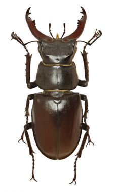 Avrupa Stag Beetle beyaz arka planda - Lucanus cervus (Linnaeus, 1758)