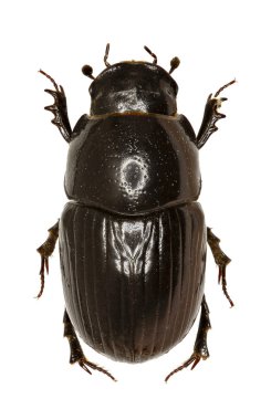  Bok böceği Aphodius beyaz arka planda - Aphodius (Teuchestes) fossor (Linnaeus, 1758)