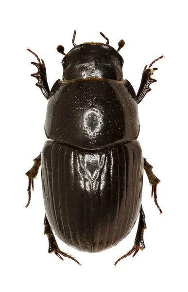 Escarabajo de estiércol Aphodius sobre fondo blanco - Aphodius (Teuchestes) fossor (Linneo, 1758 ) — Foto de Stock