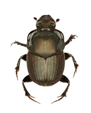 Beyaz arka planda - Onthophagus illyricus (Scopoli, 1763 bok böceği Onthophagus)