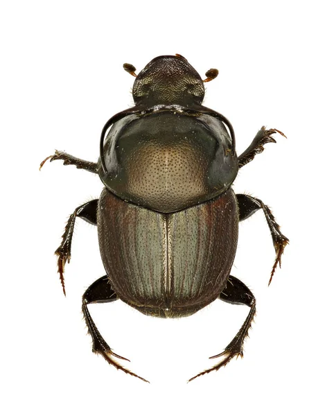 Escarabajo del estiércol Onthophagus sobre fondo blanco Onthophagus illyricus (Scopoli, 1763 ) —  Fotos de Stock