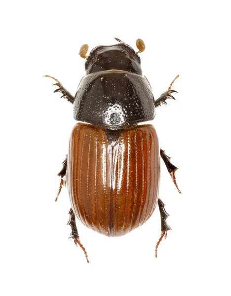 Escarabajo de estiércol Aphodius sobre fondo blanco - Aphodius fimetarius (Linneo, 1758 ) —  Fotos de Stock