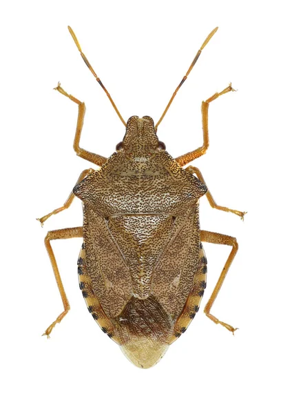 Dock Leaf Bug sobre fundo branco - Arma custos (Fabricius, 1794 ) — Fotografia de Stock